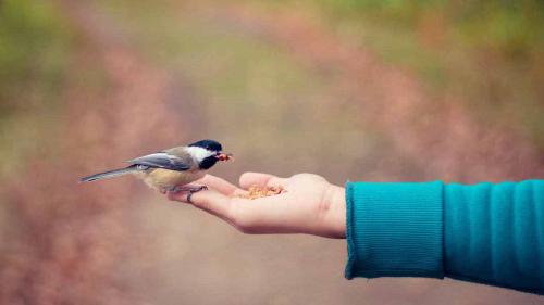 തണുപ്പ് പകരുന്നവർ