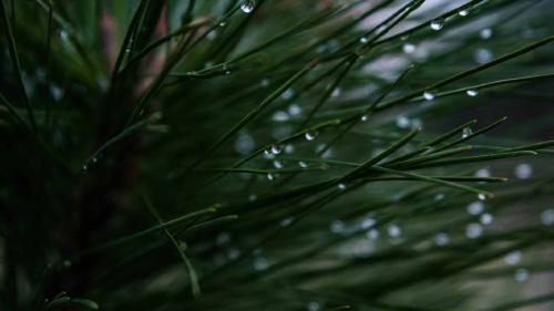 മഴമരങ്ങൾ നാം