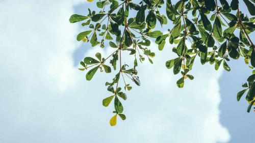 കാറ്റും ഇലയും