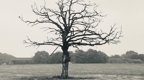 മരണത്തിന്റെ മണം