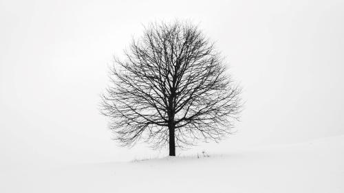 വൃക്ഷമാകുക