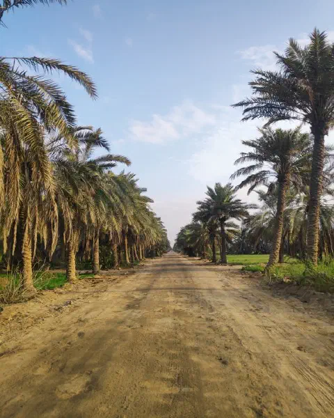 Buri farms