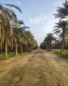 Buri farms