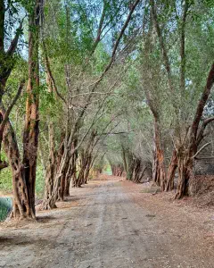 Karzakan Forest