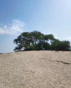 Tree of Life