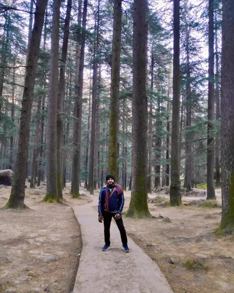 Pine forest