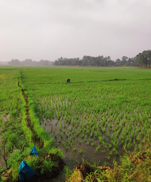 Chennithala Paddy field