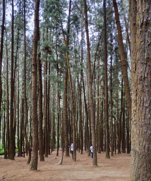 Vagamon Pine Forest