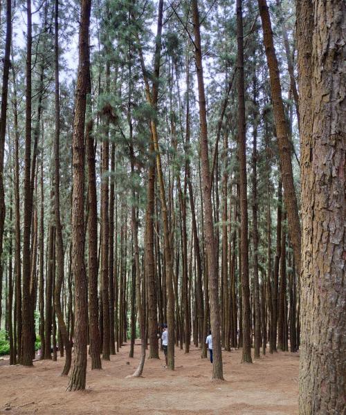 Vagamon Pine Forest
